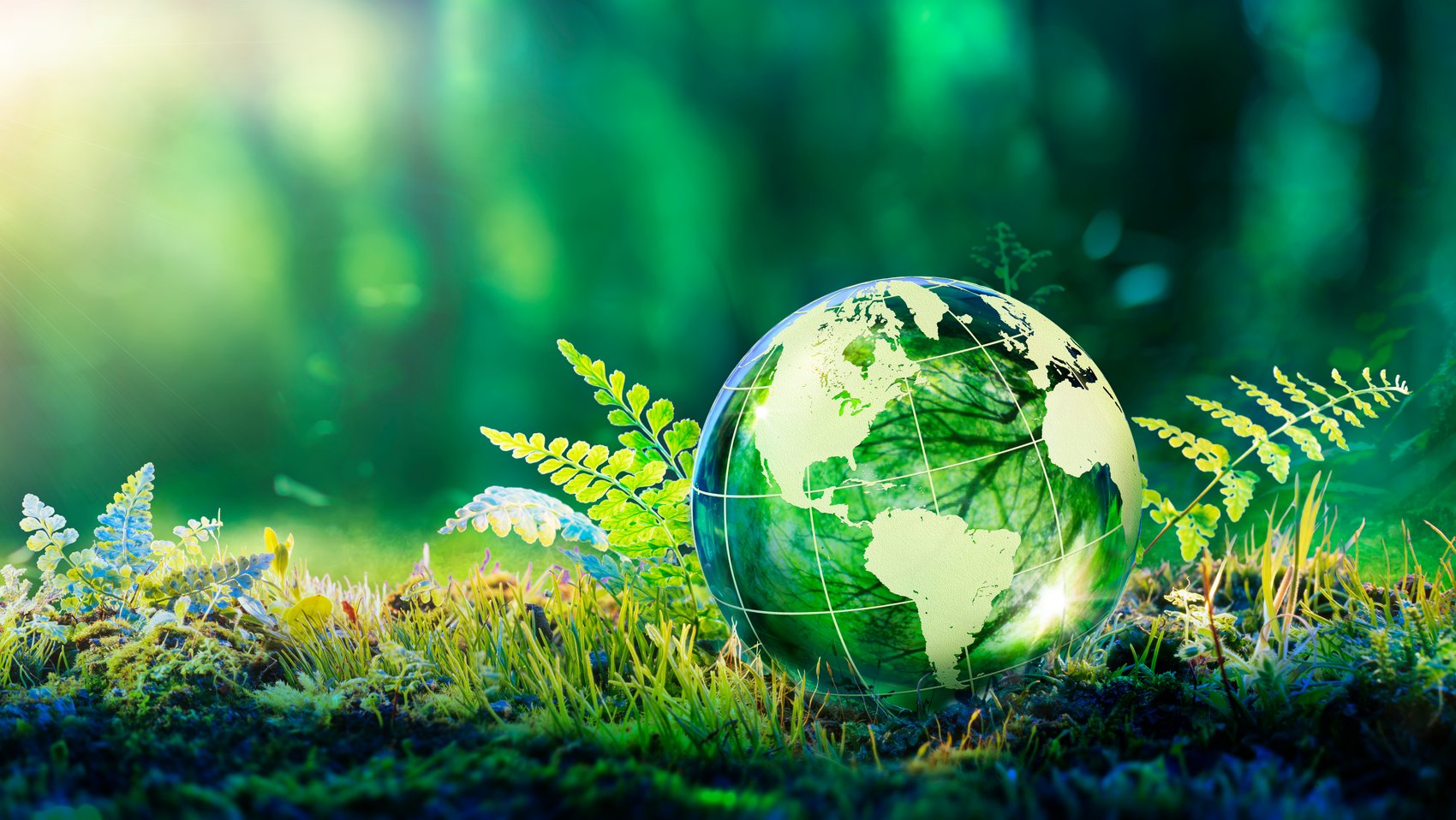 Grüne Wiese im Sonnenlicht