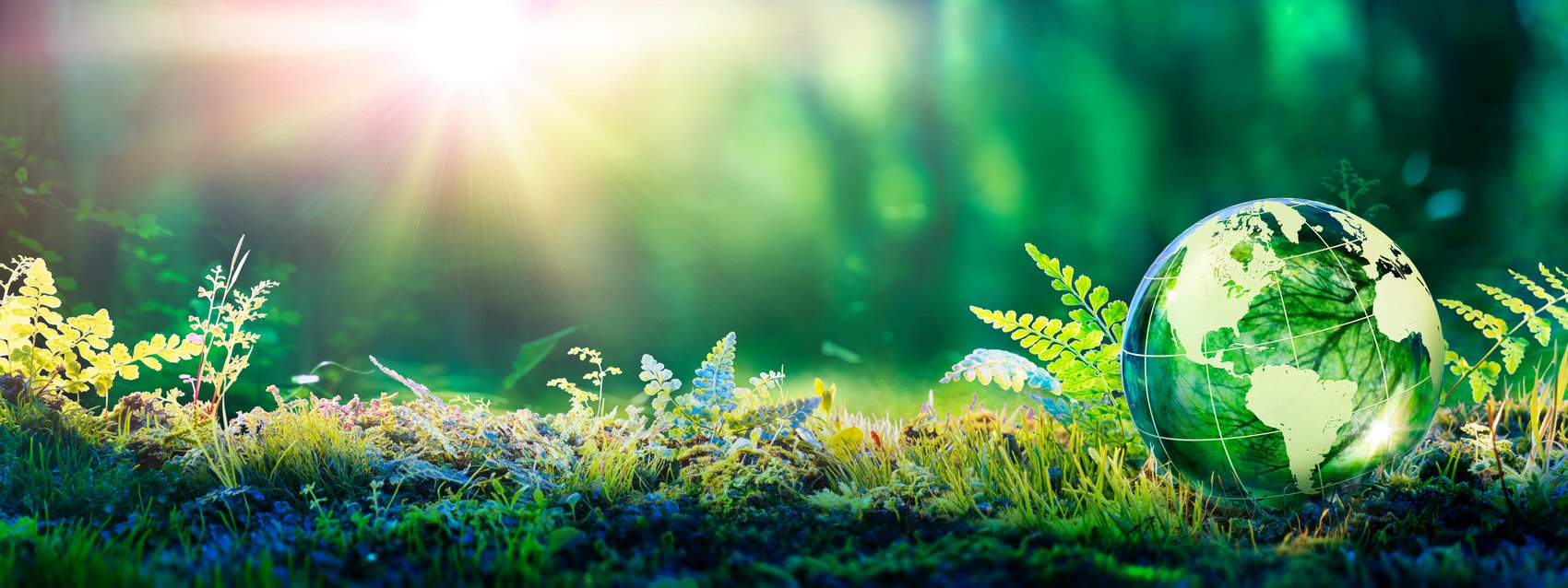 Grüne Wiese im Sonnenlicht